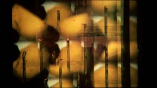 Revelation - an AV Sequence by Doreen Pollock