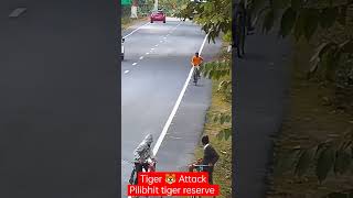 tiger attack टाईगर अटैक, 🐯 tiger reserve chuka beach pilibhit #tiger #attack #beach