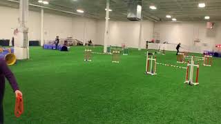 See Ya' USDAA Agility Jumpers