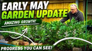 Wiltshire Man's Early May Veg Garden Update. WOW how things grow :)