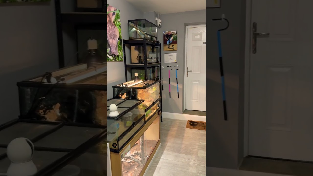 My favourite place ✌🏼 #reptileroom #reptiles #snake #lizard #inverts #viral #fyp #shorts #pets #yt