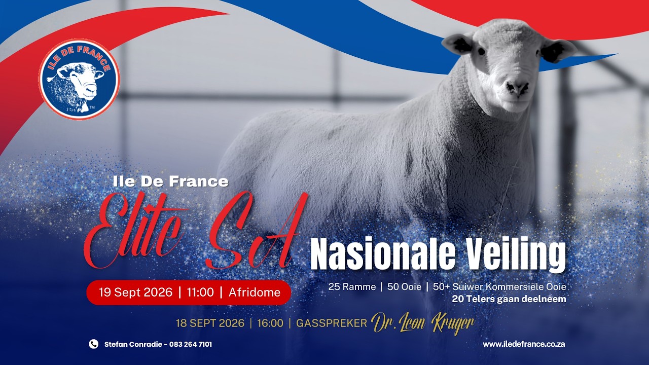 🐑 Is jou volgende top stoetram of -ooi dalk net een bod weg?