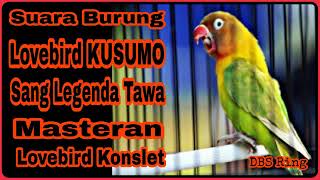 Masteran Suara Burung Lovebird KUSUMO | Legenda Lovebird Konslet KUSUMO | Masteran Lovebird Konslet