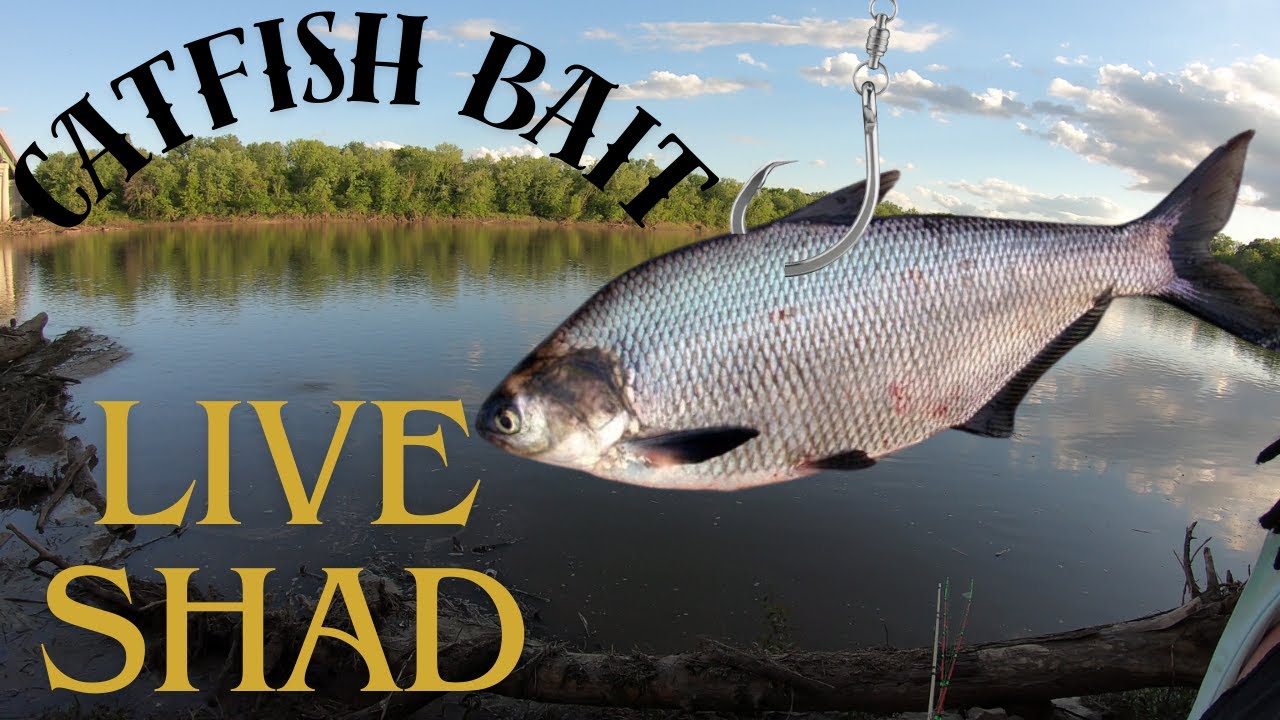 Using LIVE SHAD Catfishing on the Kansas River Spring 2024 catfishing