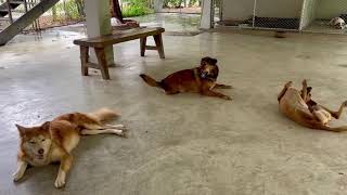 Two-Legged Dog Leo Playing Happily After His Rescue 💚