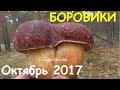 Боровики и белые.Грибы октябрь 2017.Mushroom.Mycology