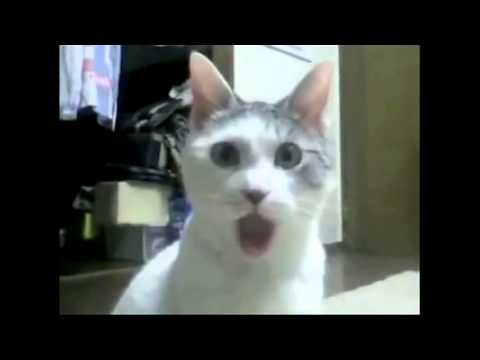 funny-cat-faces-making