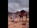 هلا بصفوف الدحيه شيله السعوديه شعر قصيد الامارات 