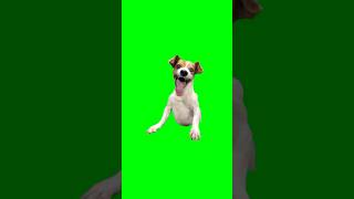 Green Screen Laughing Dog Meme