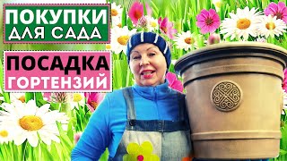 видео: Чем порадовала себя к садовому сезону? Посадка гортензии и лимона картинка: Чем порадовала себя к садовому сезону? Посадка гортензии и лимона