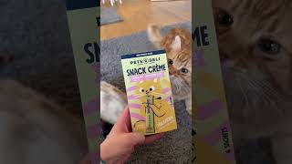 Schnurrbert Kennt ihr @PetsDeli schon? 🥰 #katze #katzenvideos #katzenfutter #fürdich