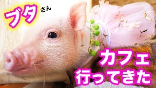 超小型ブタさんカフェが癒しの塊！マイピッグカフェmipig cafe