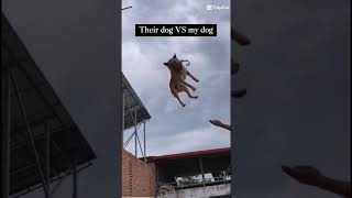 Can Your Dog Do This?