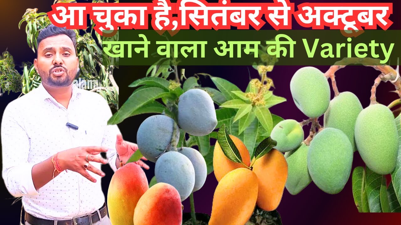 आ चुका है, सितंबर से अक्टूबर तक खाने वाला आम की Variety || Sensation ...