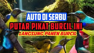 suara pikat semua jenis burung kecil ampuh || ini baru biyangnya pikat Mp3 anti zonk