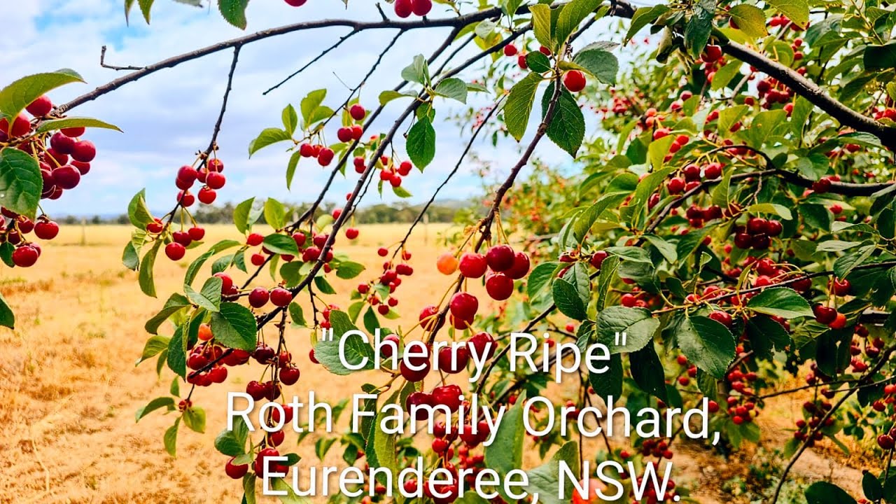 Roth Family Orchard, Eurunderee, NSW