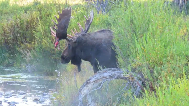Legendary Grand Teton Moose, Hoback, Sheds Velvet From Its Massive Rack!