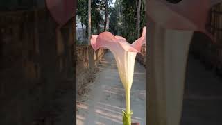 জঙ্গল থেকে তুলে এনেছি, গাছের ভিতর লুকিয়ে ছিল #flowers #love #flowervisitors #nycflowers