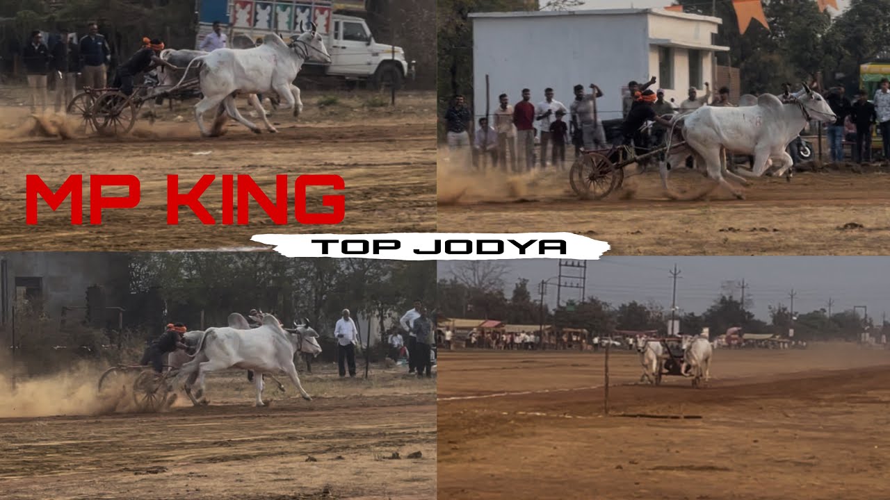 टॉप जोड्या पिंपळगाव पटाचा दुसरा दिवस - MP King chimta 29 second