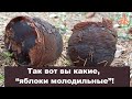 Так вот вы какие, "Яблоки молодильные"!  Sarcosoma globosum  - Саркосома шаровидная.