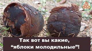 Так вот вы какие, "Яблоки молодильные"!  Sarcosoma globosum  - Саркосома шаровидная.