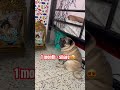 Hi I M Kaju But How Kaju Shorts Trending Pug Love Pets Dog Subscribe Ytshorts Viral