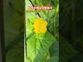 #오이수확#텃밭농사#바우새미농원#시골집#장덕리