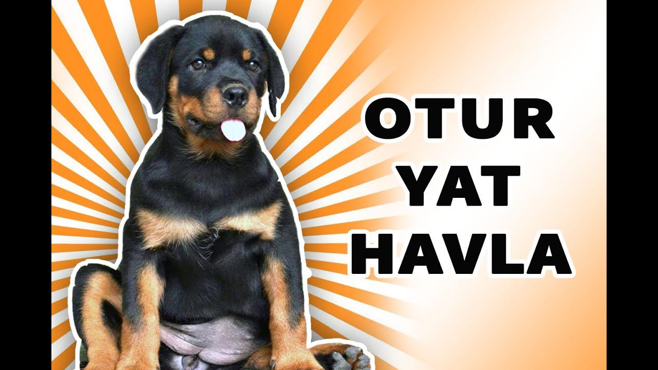 OHAA - ROTTWEİLER OTUR HAVLA YAT KOMUTU