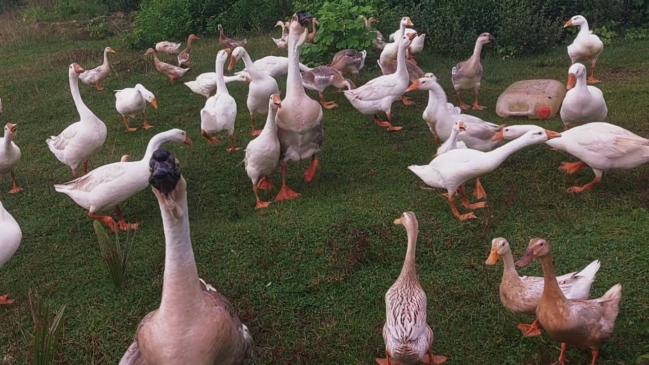 Simple Joys of Rural Life - Happy Pets Dining in Harmony. 🦢🌿