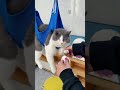 猫飼いなら分かる、爪切りは危険作業😂#猫 #猫用品 #爪切り #ペットケア