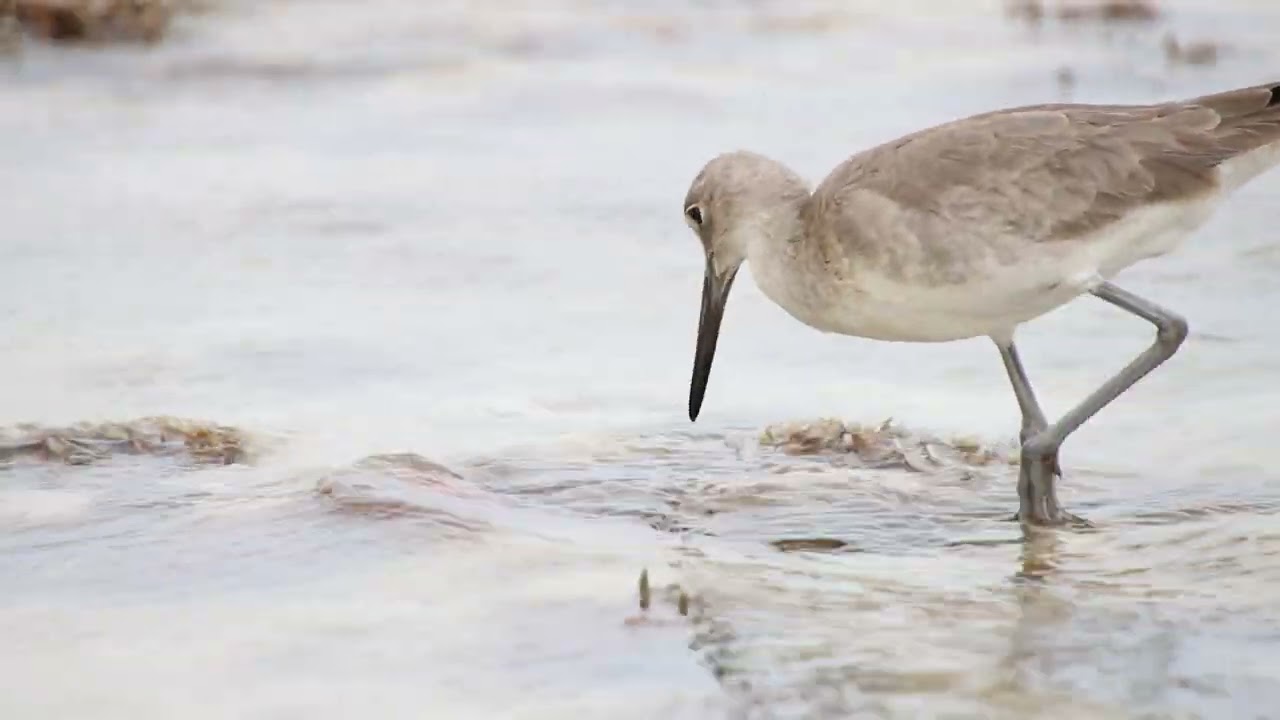 A willet (Tringa semipalmata) feeding on the beach