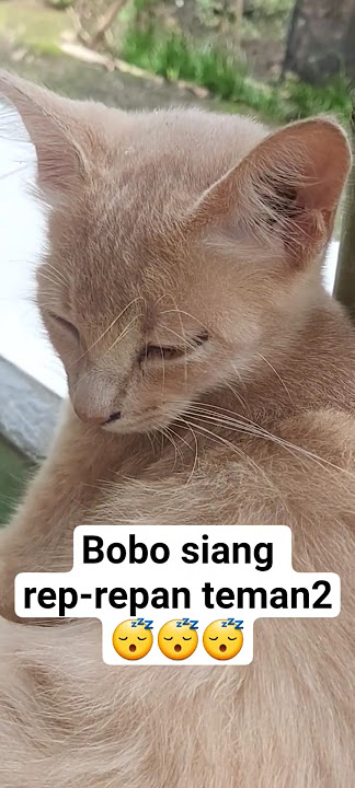 rep-repan matanya#kucing #cat #titialwaski #shortvideo #shorts #viral #funny #fyp