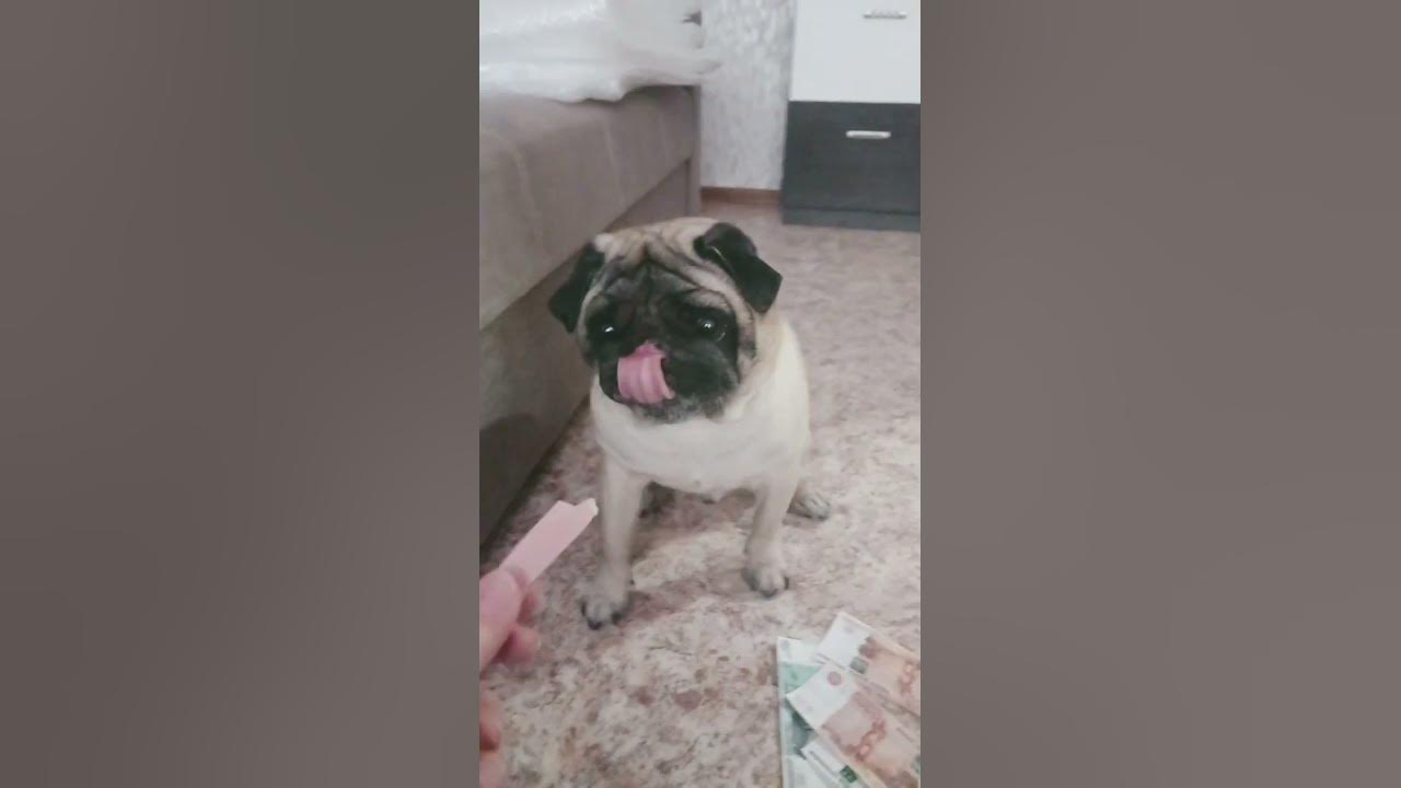 Баксик баксик🥰 - YouTube