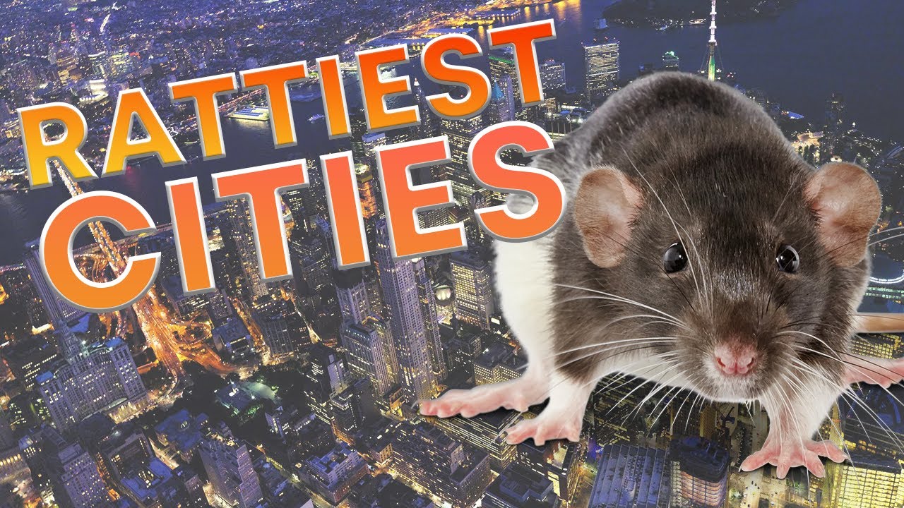 🐀America's 50 Most RatInfested Cities 🐀Rattiest Cities Tiggio