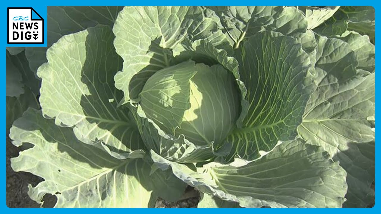 一時は1玉500円超えの“高級野菜”だったキャベツ… 冬キャベツの全国一の