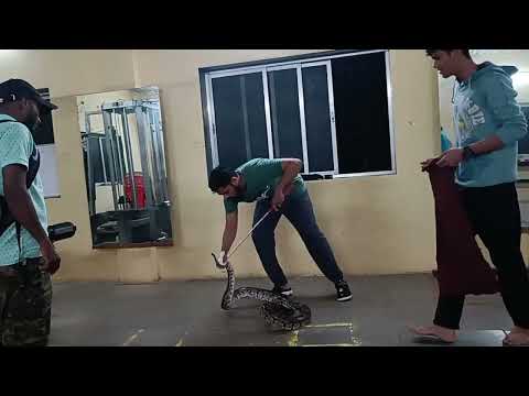 जिम में मिला अजगर ||  Indian Rock Python In GYM