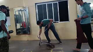 जिम में मिला अजगर ||  Indian Rock Python In GYM