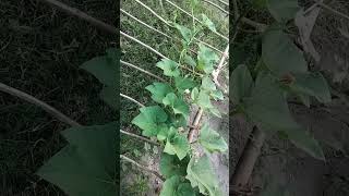DIY Garden Trellis Hack 🪵 बेल वाले पौधों के लिए सबसे सस्ता जुगाड़ |
