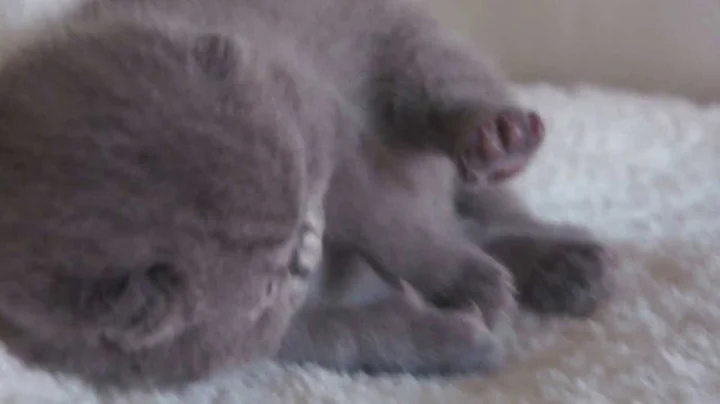 Video 11052771: amazing british shorthair kittens, british shorthair cattery
