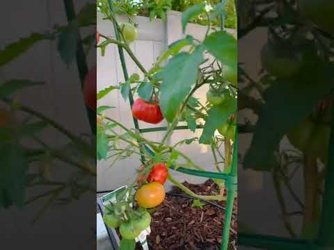 Video: Heatmaster Domates Nedir - Heatmaster Tomatoes Hakkında Bilgi