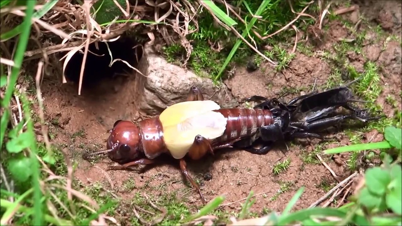 Cricket molting (Grillon qui mue ) ( Gryllus campestris ) YouTube