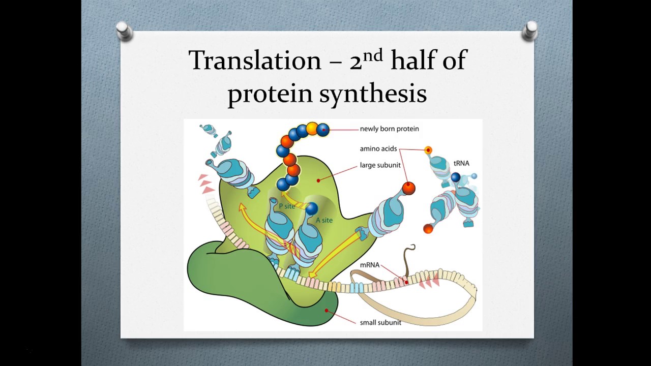 Cells Target C16 Protein Synthesis