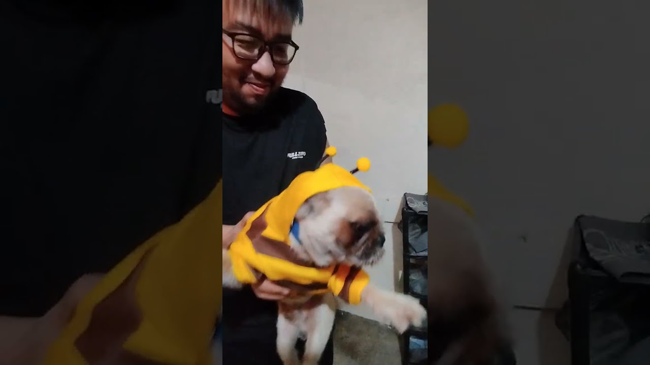 "POV: You put a costume on a Shih Tzu and now he’s a statue."😅🐶♥️