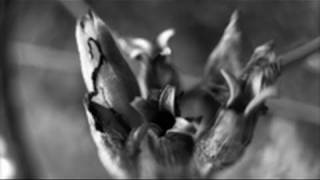 Nikon D7000: Black and White Blur