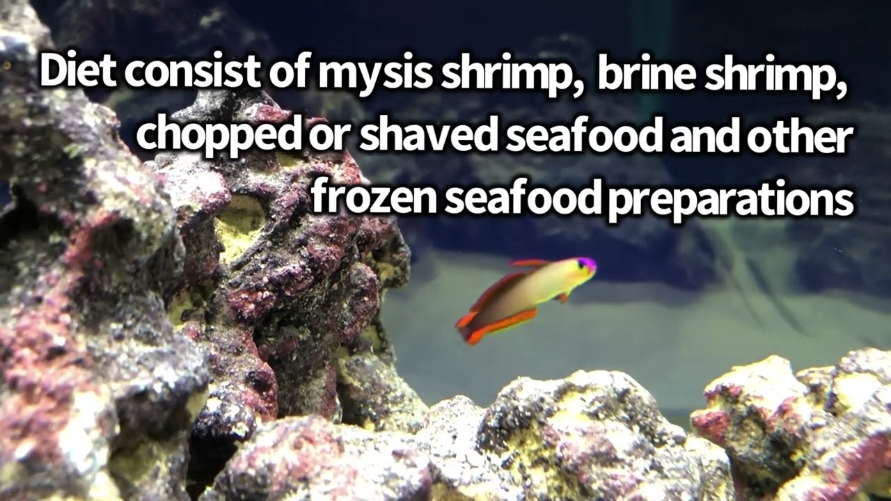 The Elegant Goby: Purple Firefish Goby (Nemateleotris Decora)