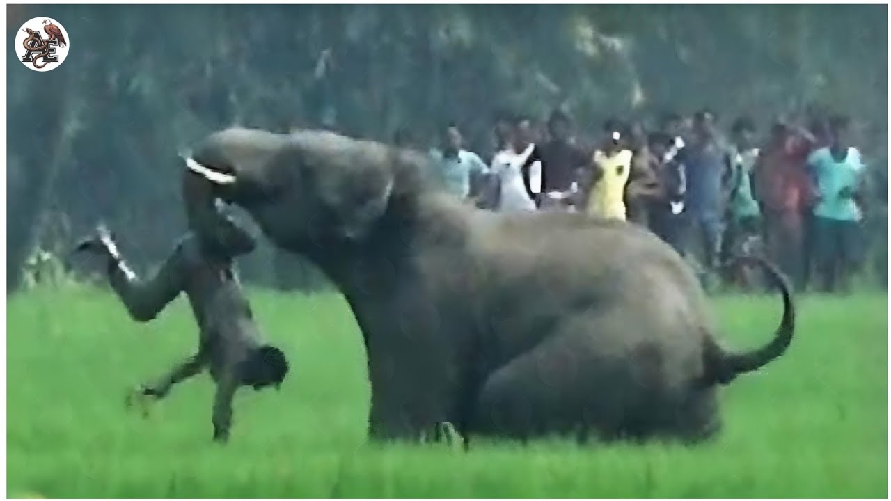 पागल हाथी ने मचा दी तबाही Elephant Gone Mad Caught on Camera YouTube