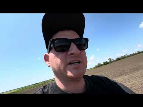 Sunflower Sprout Review, New Solntsepek Hybrid from Shchelkovo, Rotary Hoeing Operation