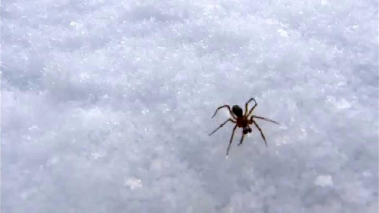 паук на снегу зимой. паук на снегу. пауки зимой. паук на снегу. снежные паучки.