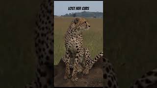 Cheetah 🐆 Lost her Cub || Call ofLost #Cubs (2024)