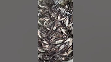 Trại cá giống Út Me cung cấp đầy đủ các loại cá giống nước ngọt. Đi các tỉnh từ Quãng Nam đến Cà Mau